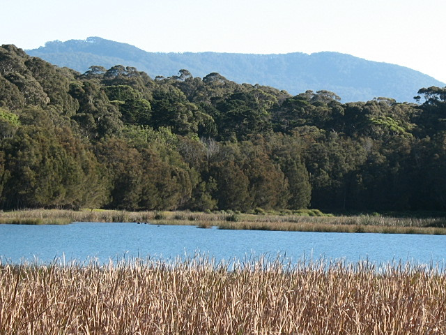 a lake surrounded by tall grass next to forest