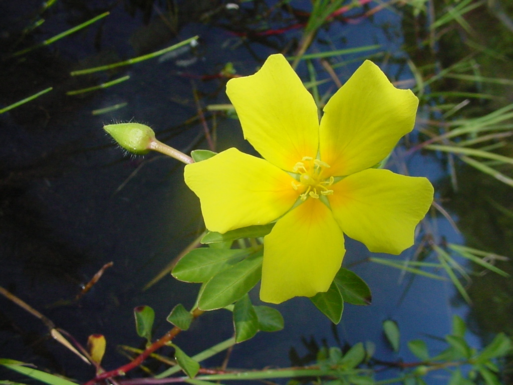 this is a yellow flower with green leaves