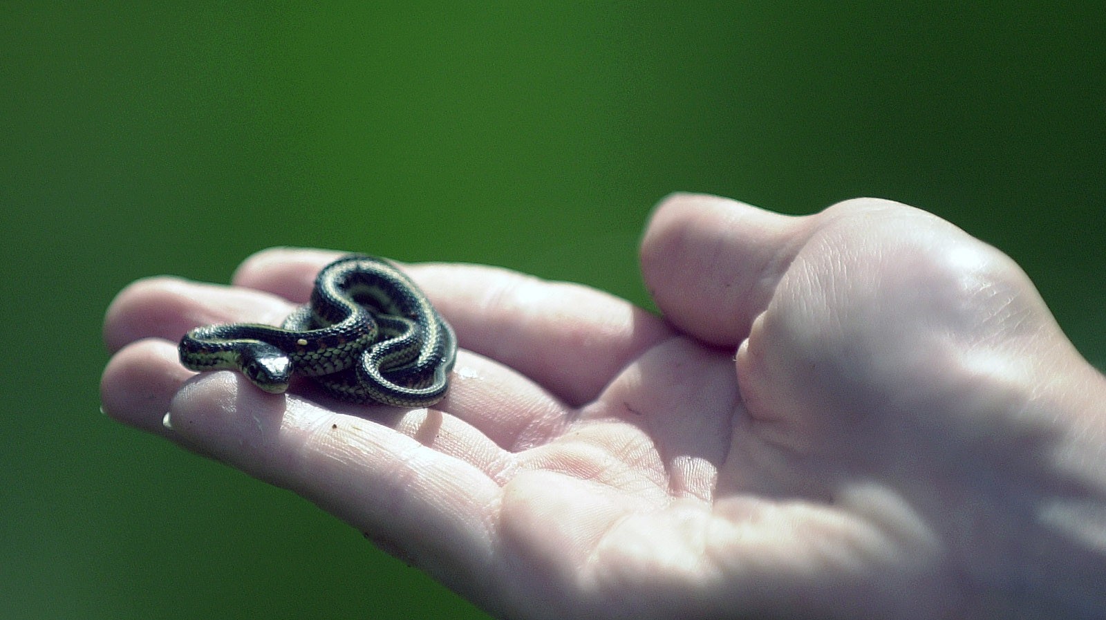 a tiny snake sitting on top of someone's hand