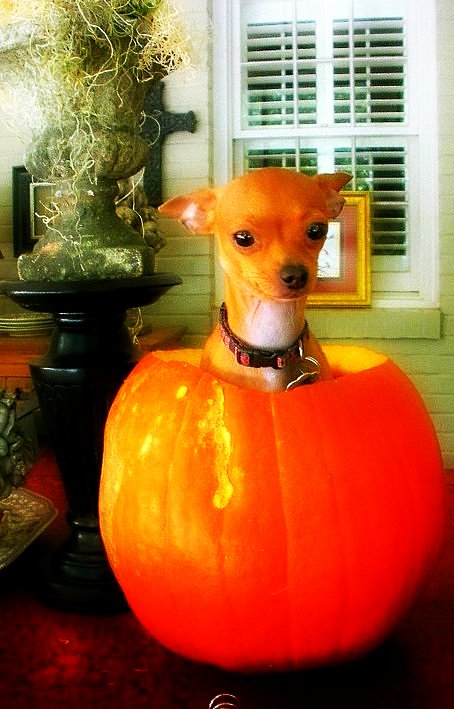 a small dog is looking out the window while sitting on a pumpkin