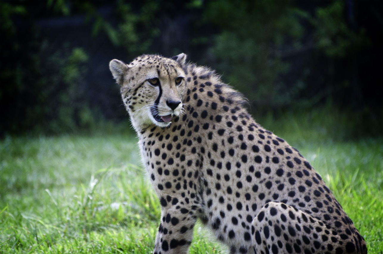 a cheetah sitting on grass with its mouth open