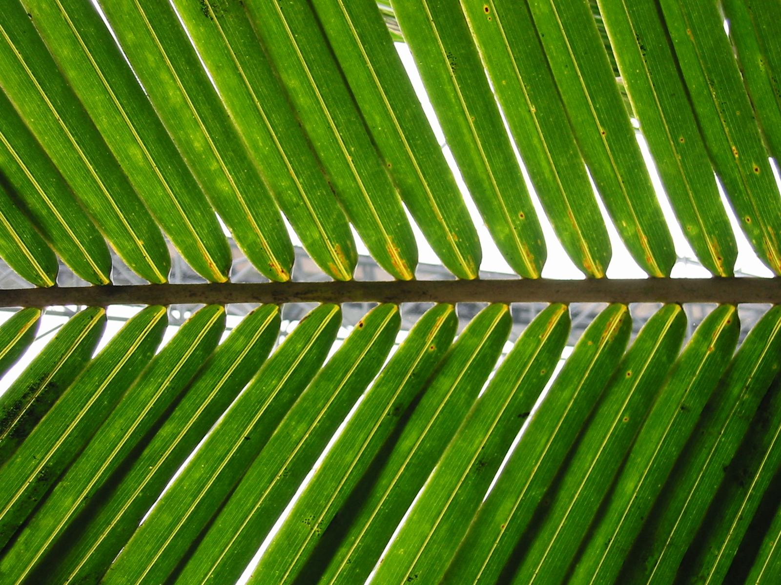 a palm leaf looking up at the sky