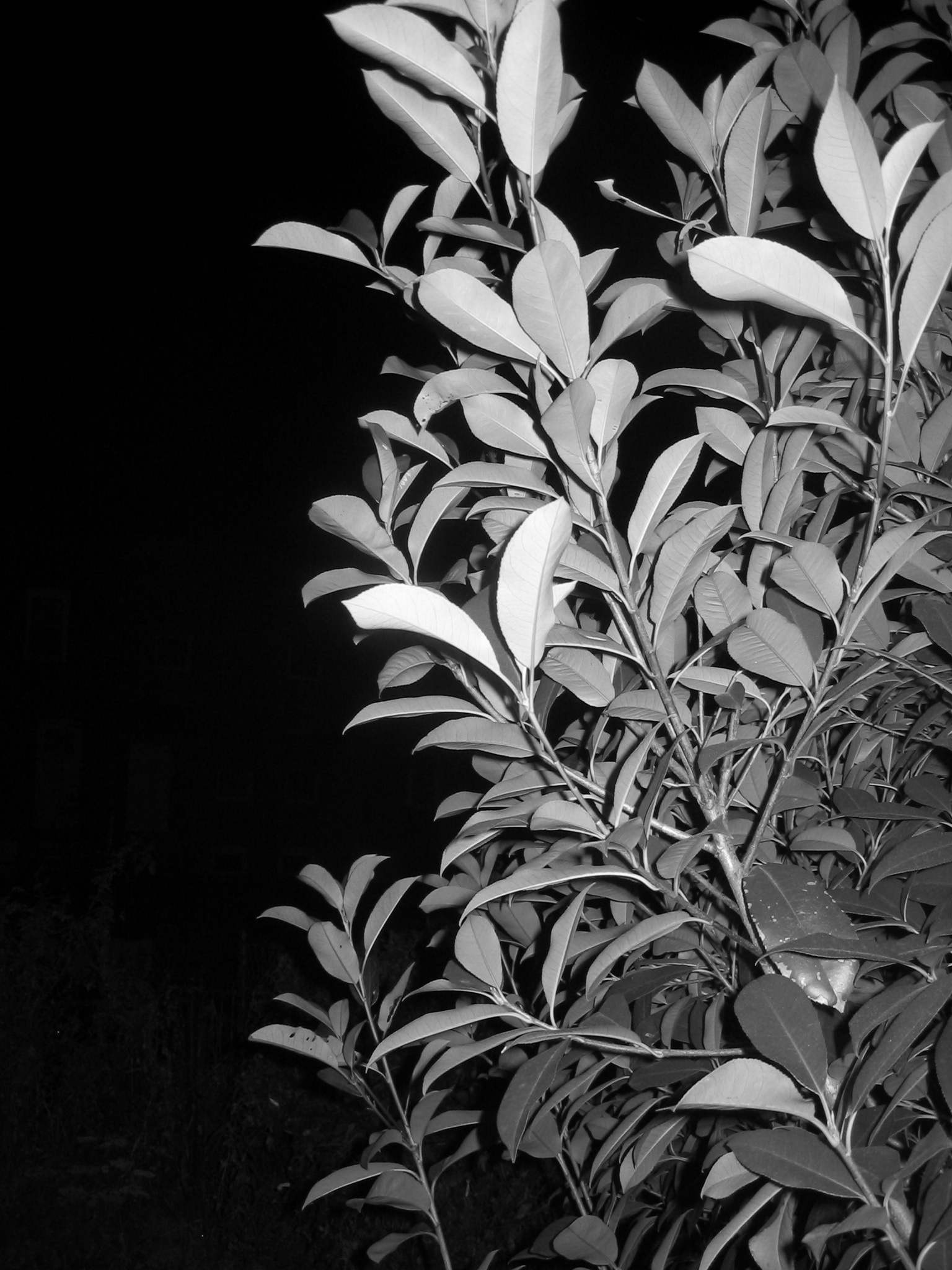 a black and white po of leaves from a tree