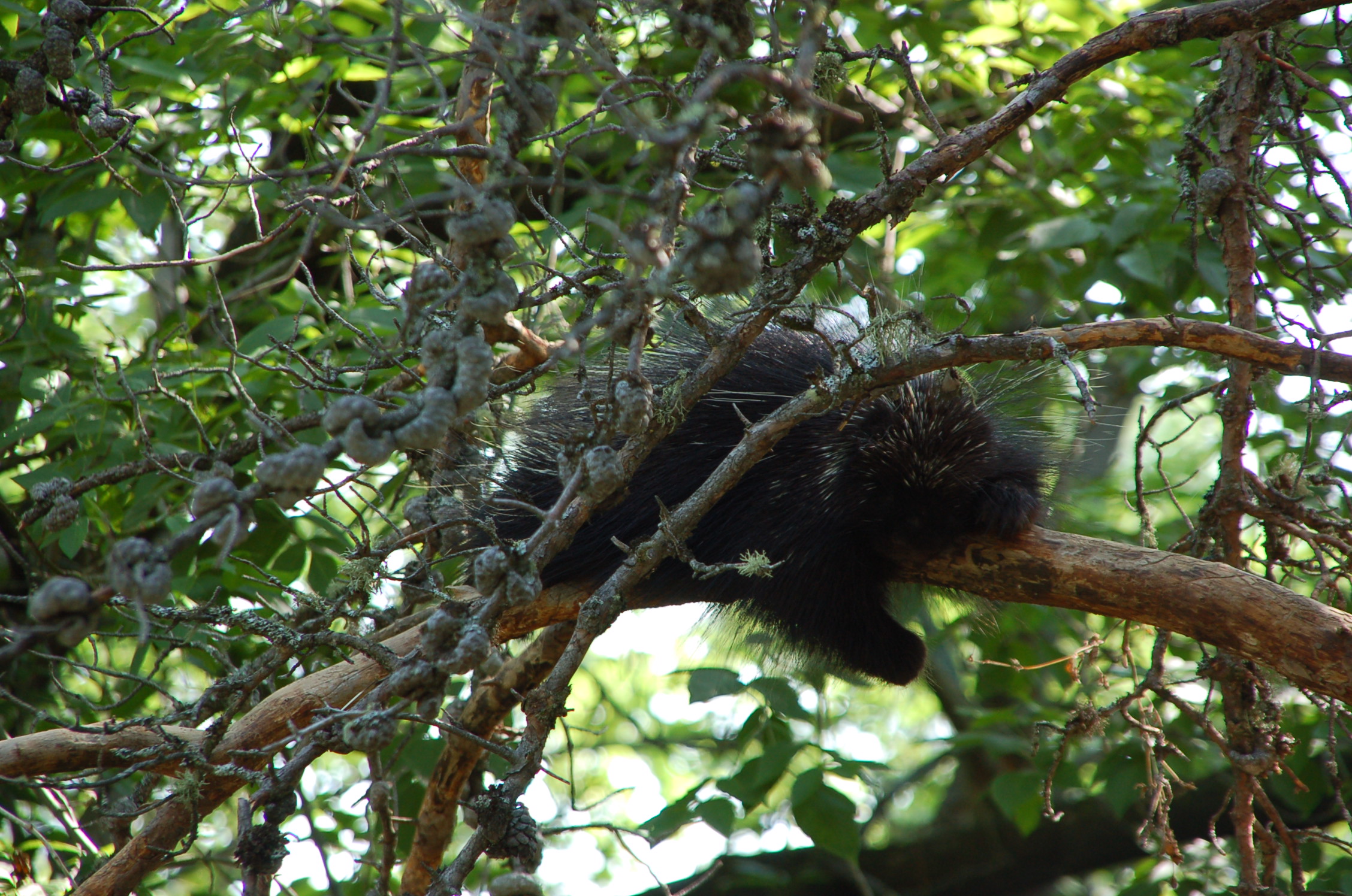 black bear sleeping on nch covered with leaves