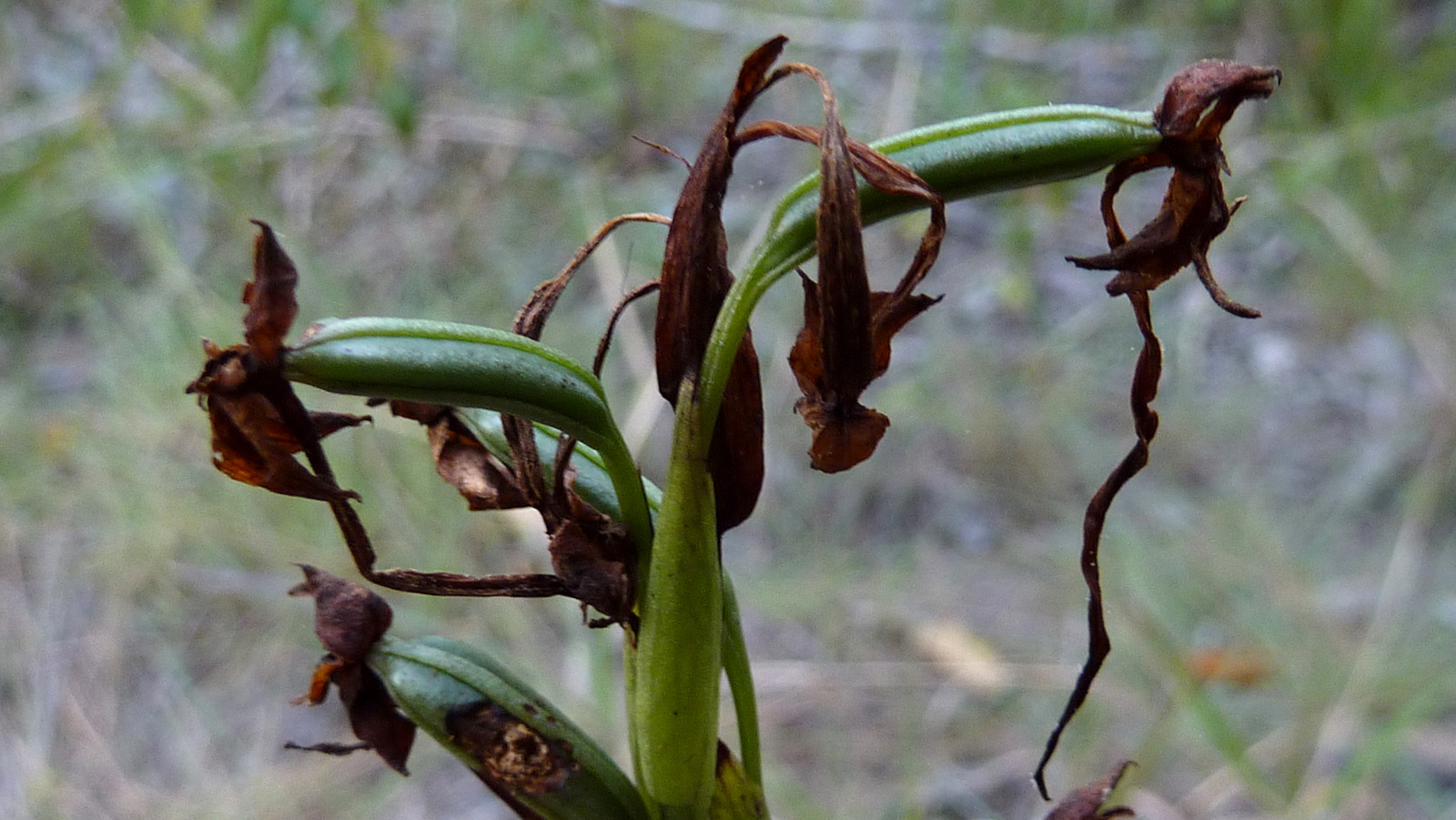 an unripe plant with leaves growing in the grass