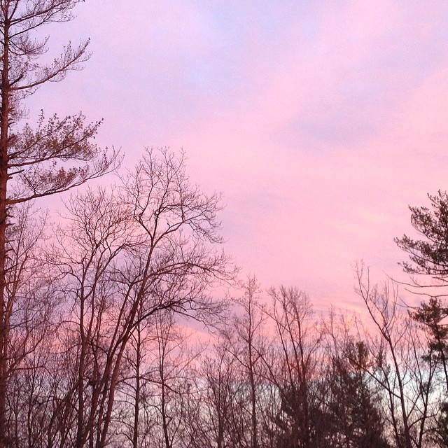 trees are silhouetted against a pink sky in the winter