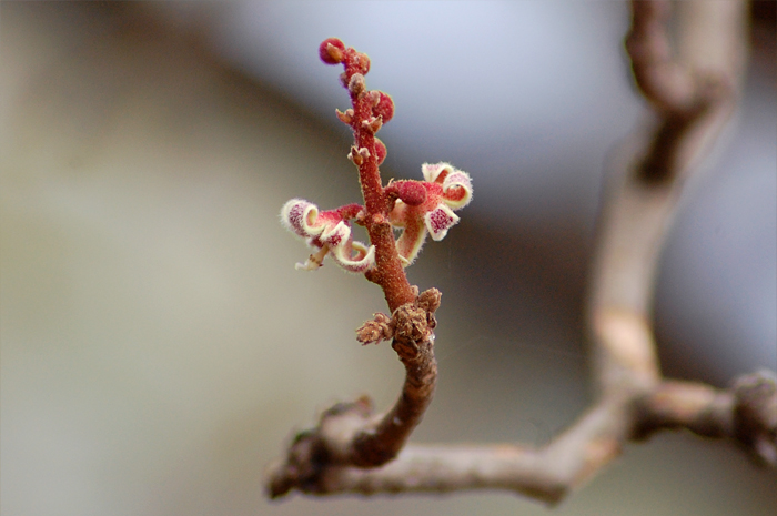 the stem of a flowering plant with small white flowers
