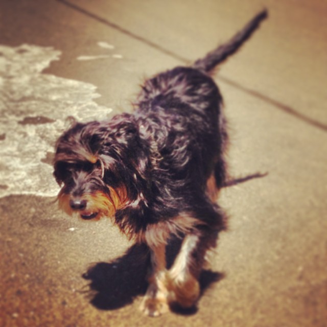 a dog is walking on concrete outside in the sun