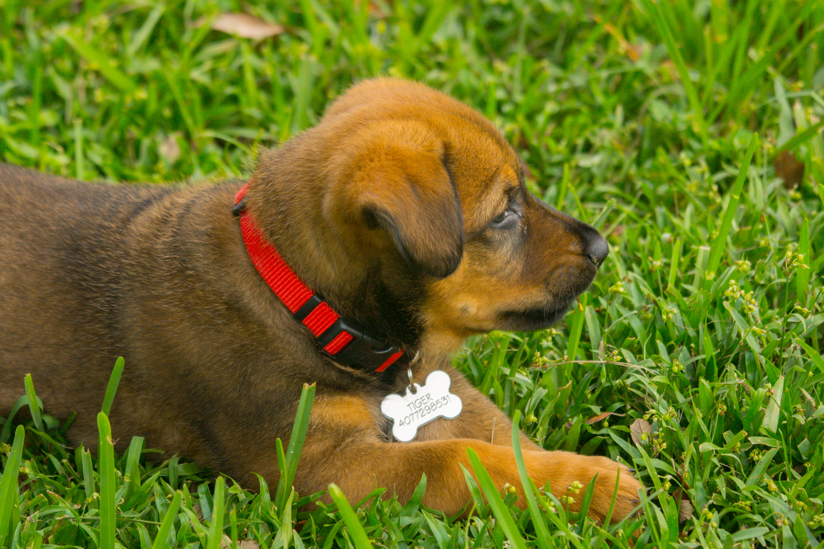 a brown puppy is laying in the grass