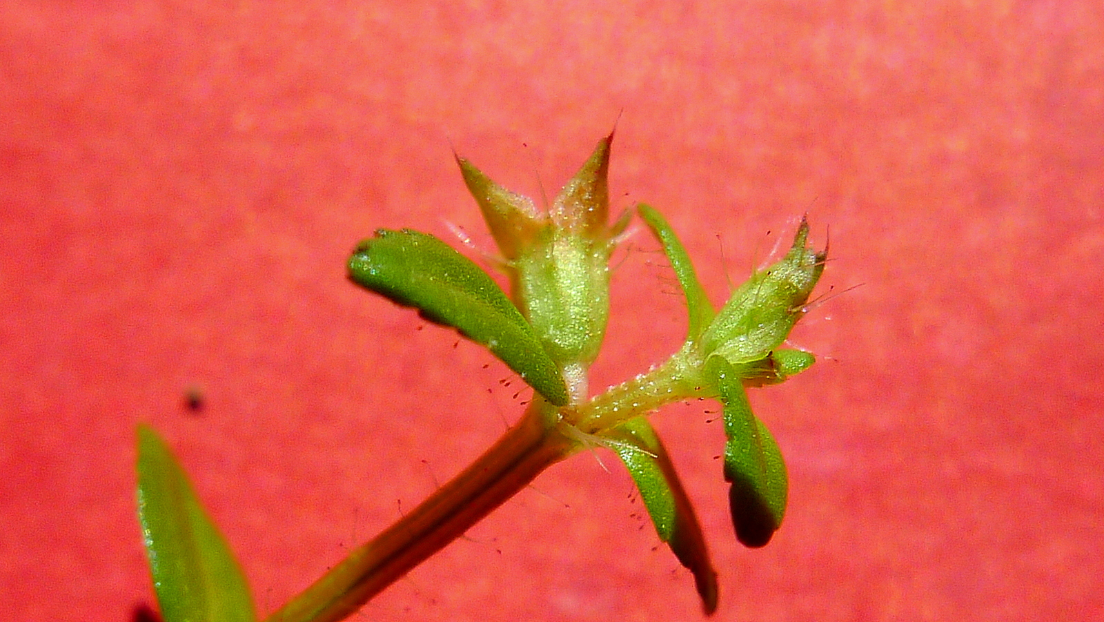 a very small green plant sprout growing on a pink surface