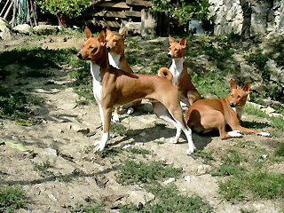 three brown and white dogs standing on rocks