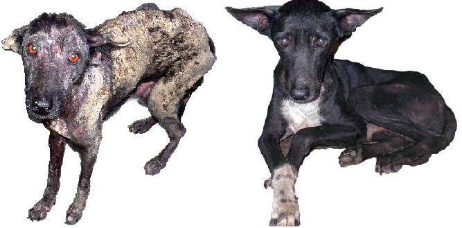 two dogs are shown in three different poses