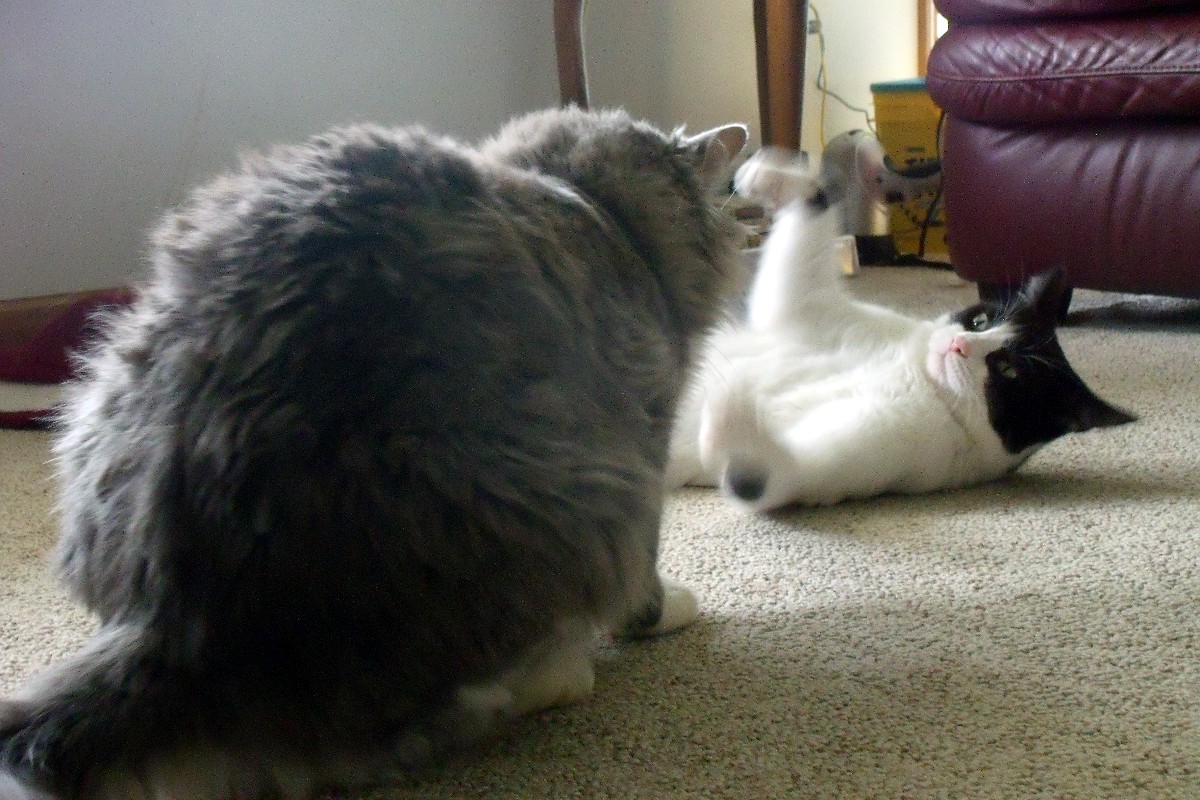 two cats playing with each other on the carpet