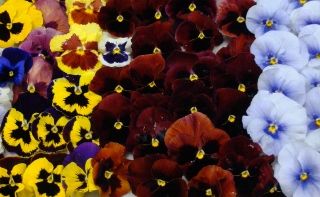 a large variety of colorful flowers are displayed