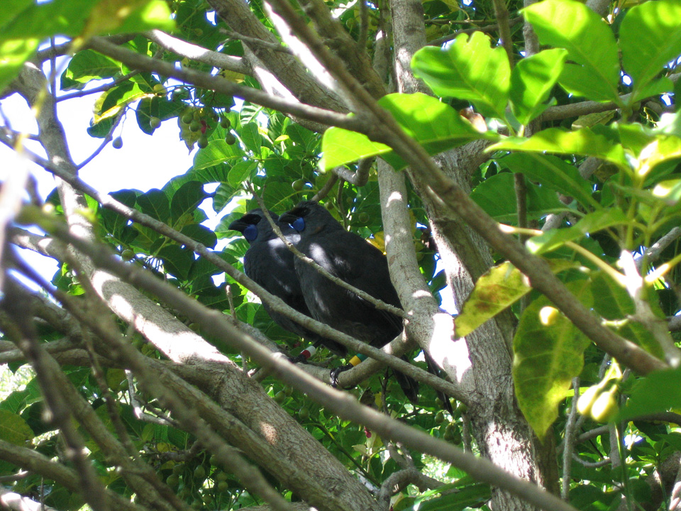 a bird is perched in a tree with green leaves