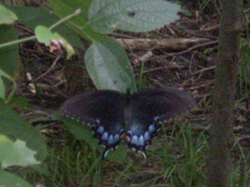 erfly sitting in grass next to trees and rocks