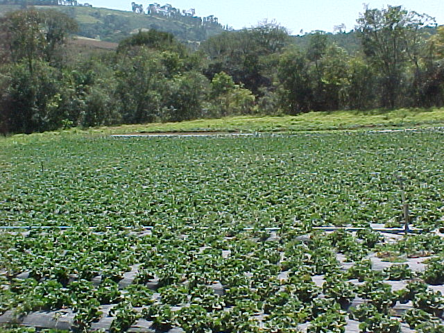 rows of plants are spread out in a field