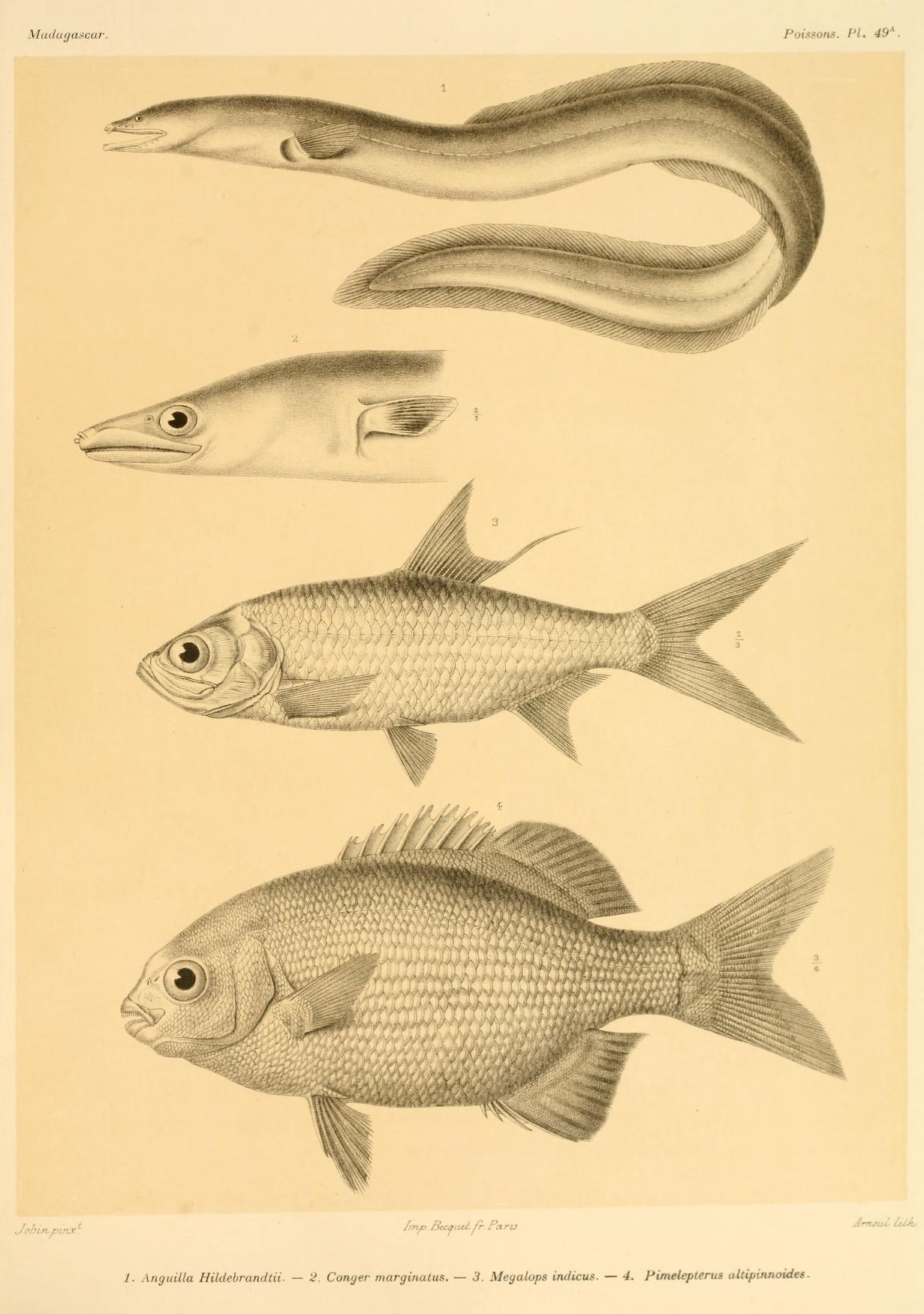 three fish with long tailes are seen in this print