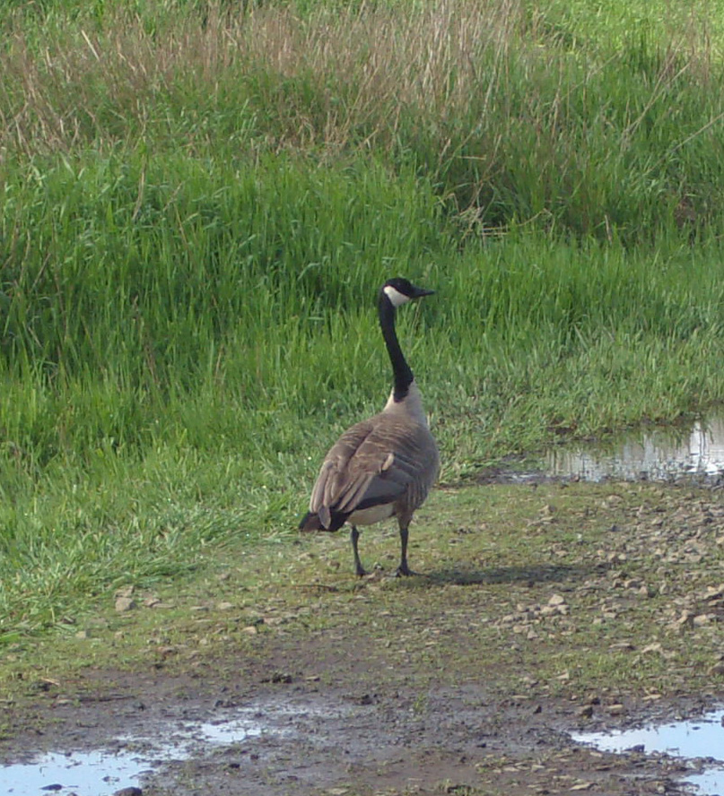 a gray and black bird standing by water and grass