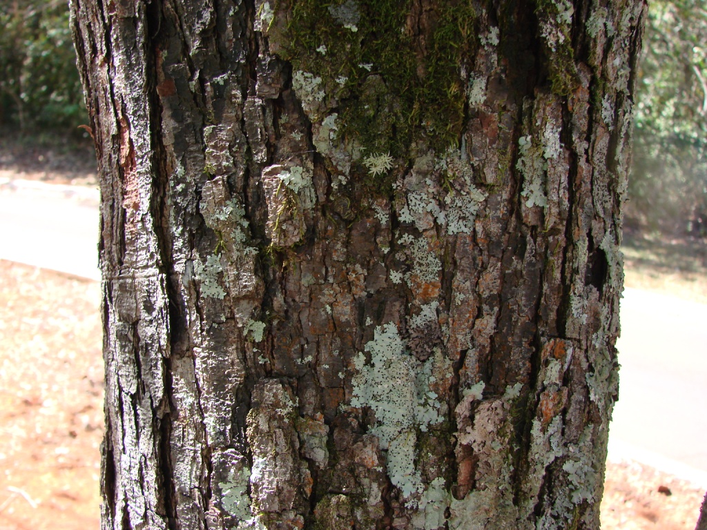 a tree trunk with moss on the bark