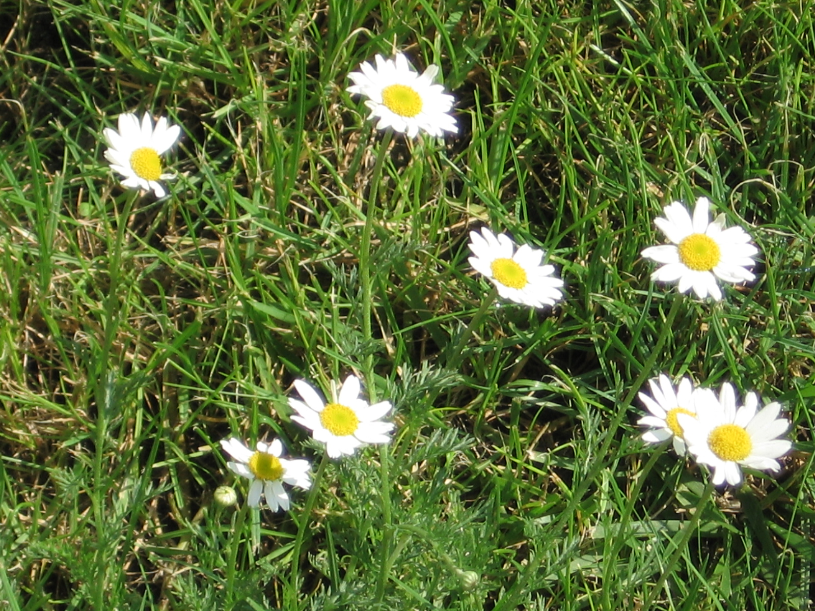 several small daisies in a grass field