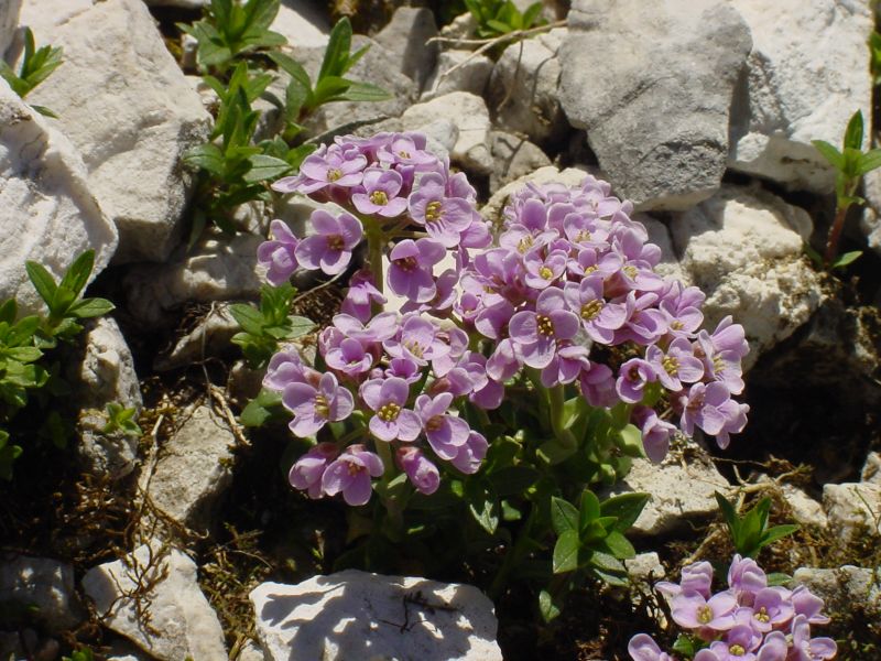 closeup of small pink flowers growing out of the rocks