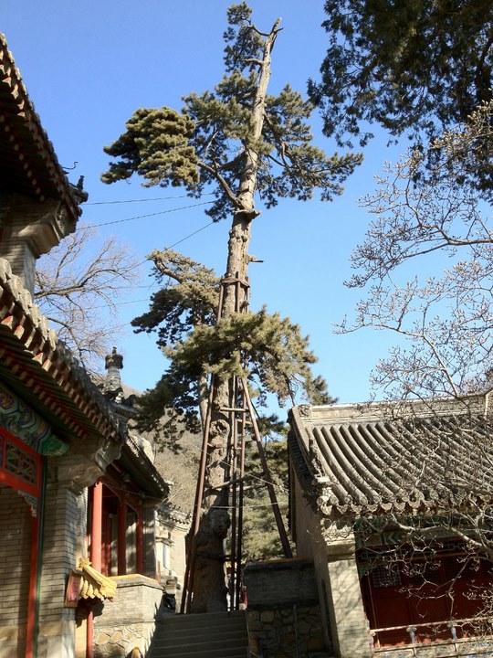 a tall pine tree next to a building