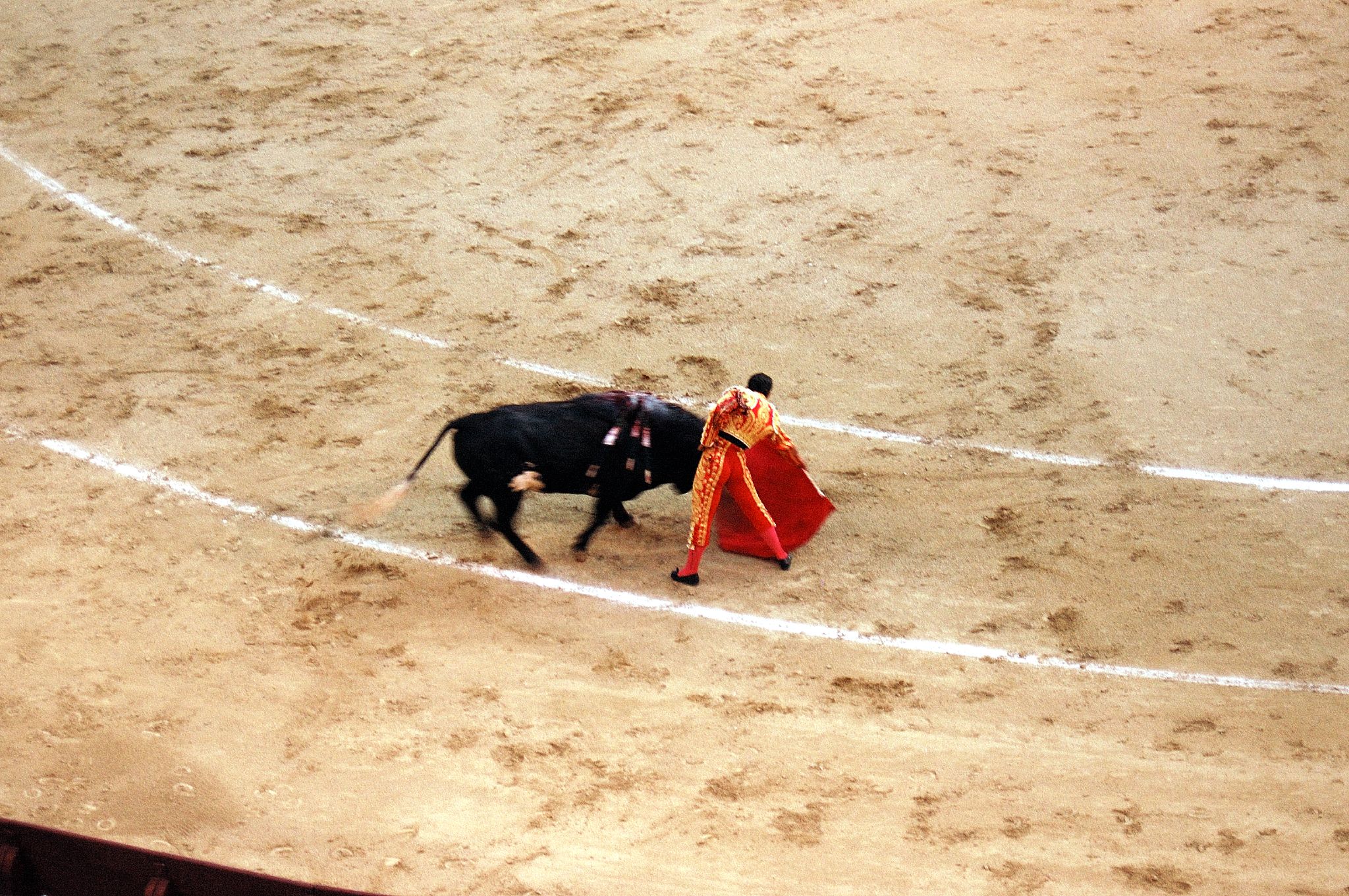 a man with a black bull is on the field in an arena