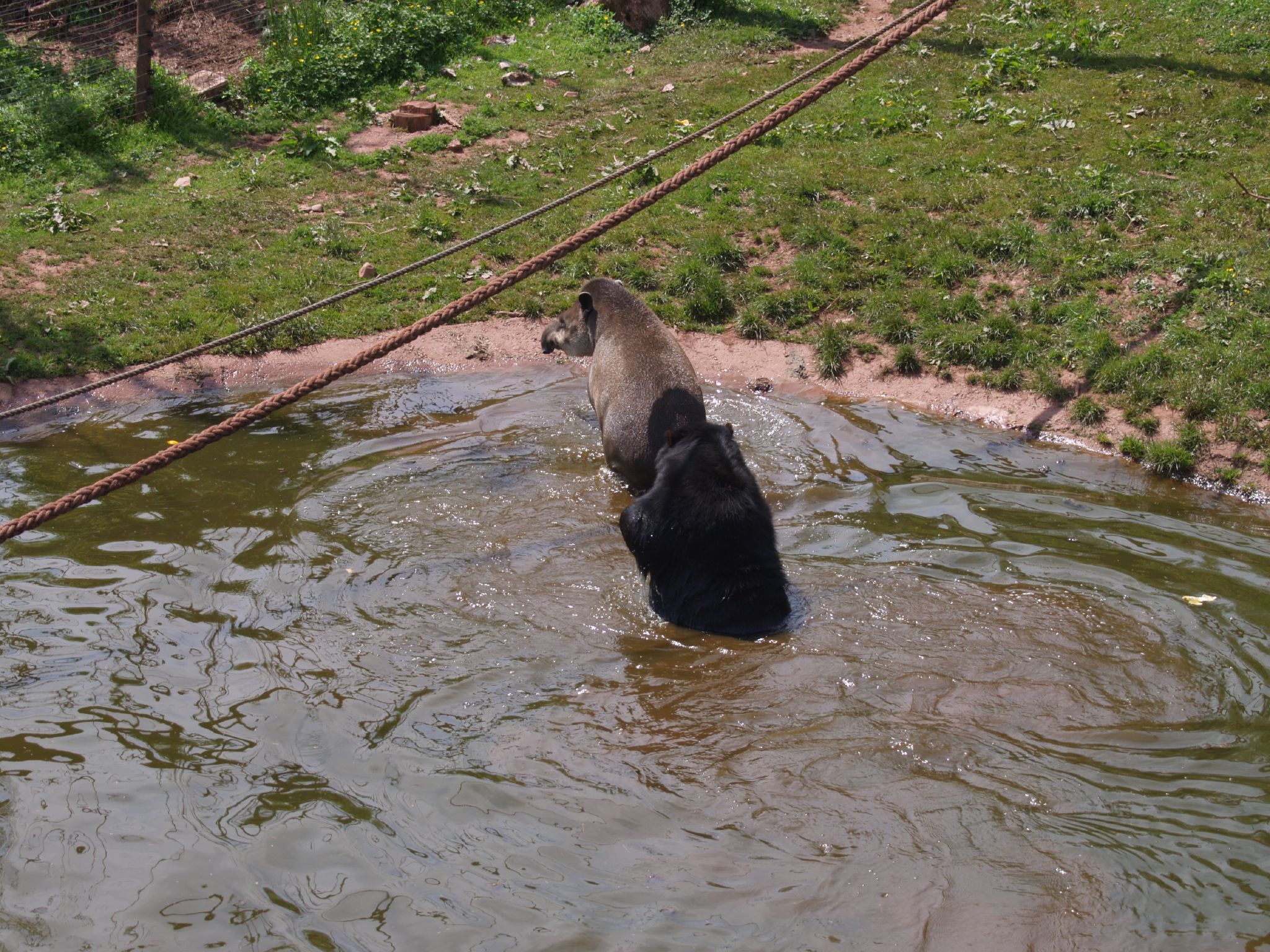 a dog is in a small pond of water