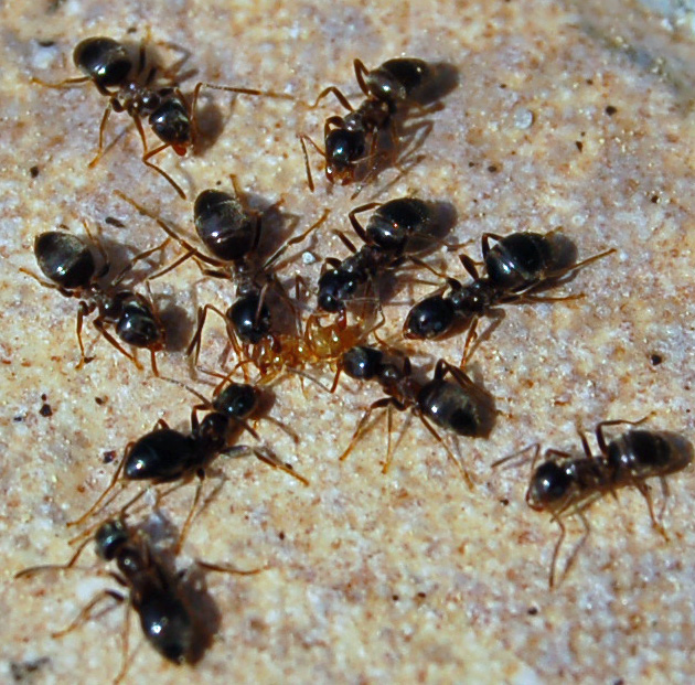 four ants with small ones looking around on the ground