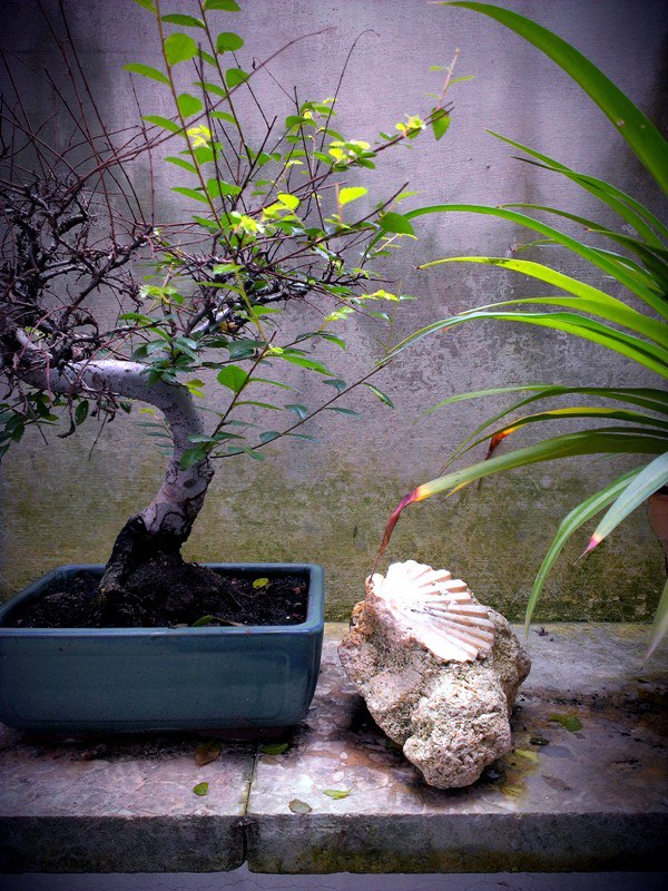 the bonsai tree is growing very green in the garden