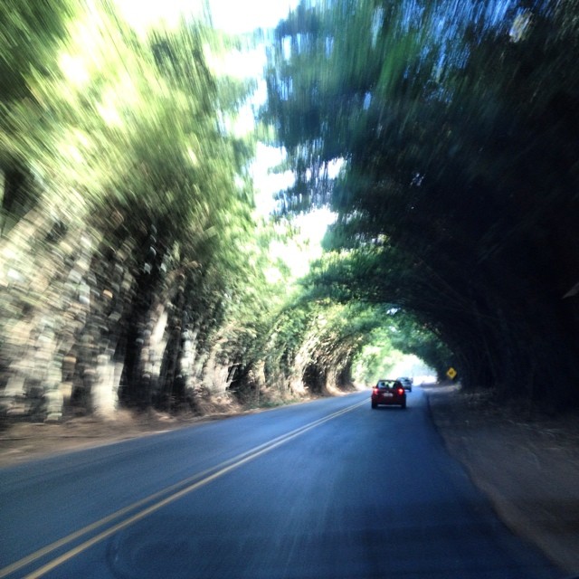 blurry po of an empty highway and some trees