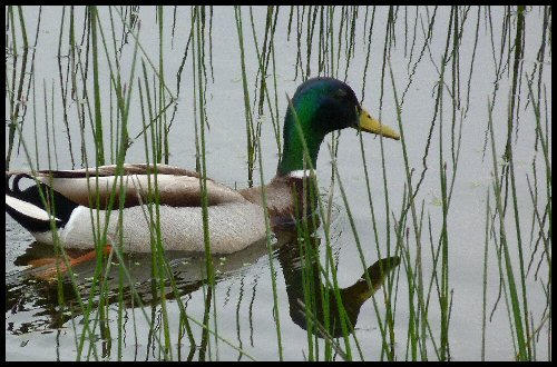 a green - winged mallard floats through water by some tall grass