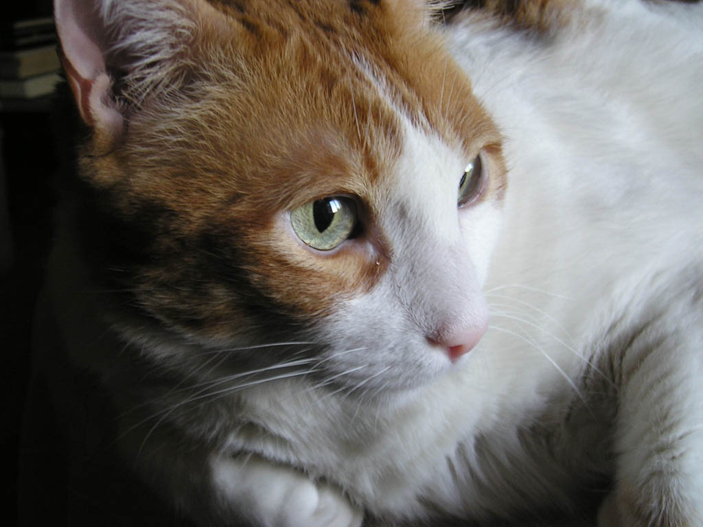 the cat looks sad on a table in front of him