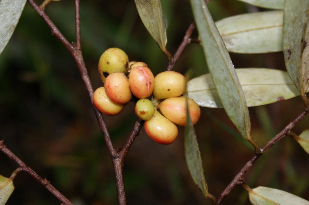 a bush filled with small berries hanging from it's nches