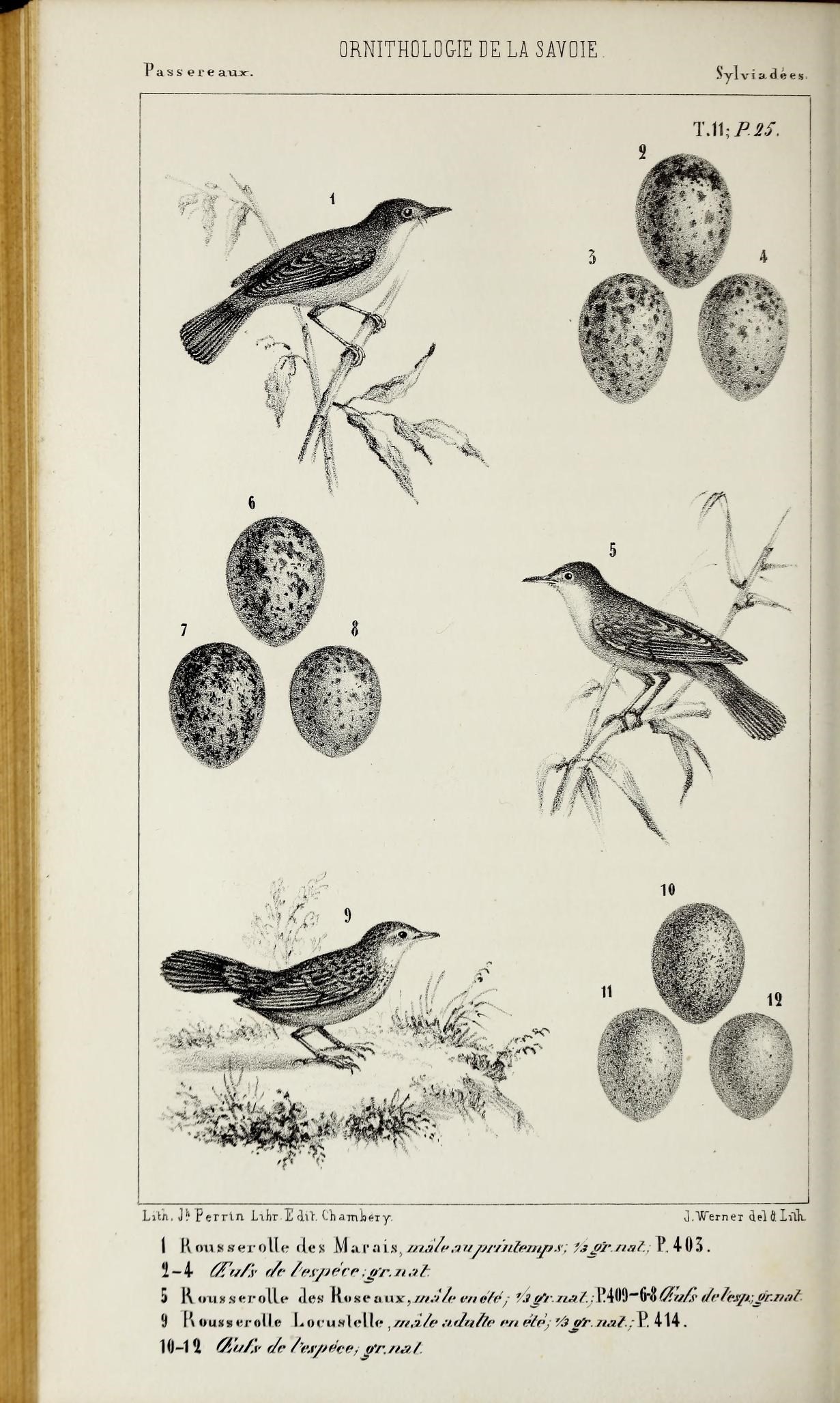 several birds are standing on nches with fruit on them