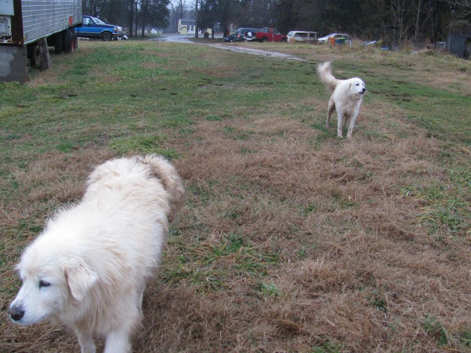 two dogs running in the yard together