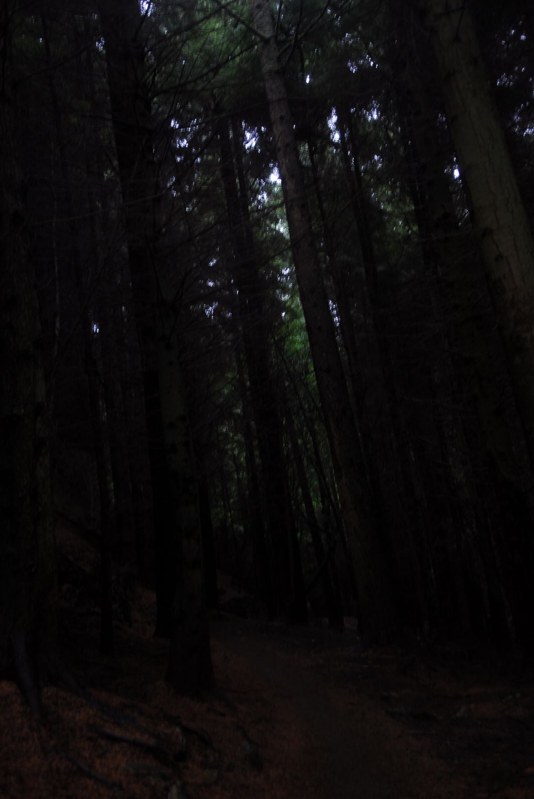 the trees line the trail in the dark