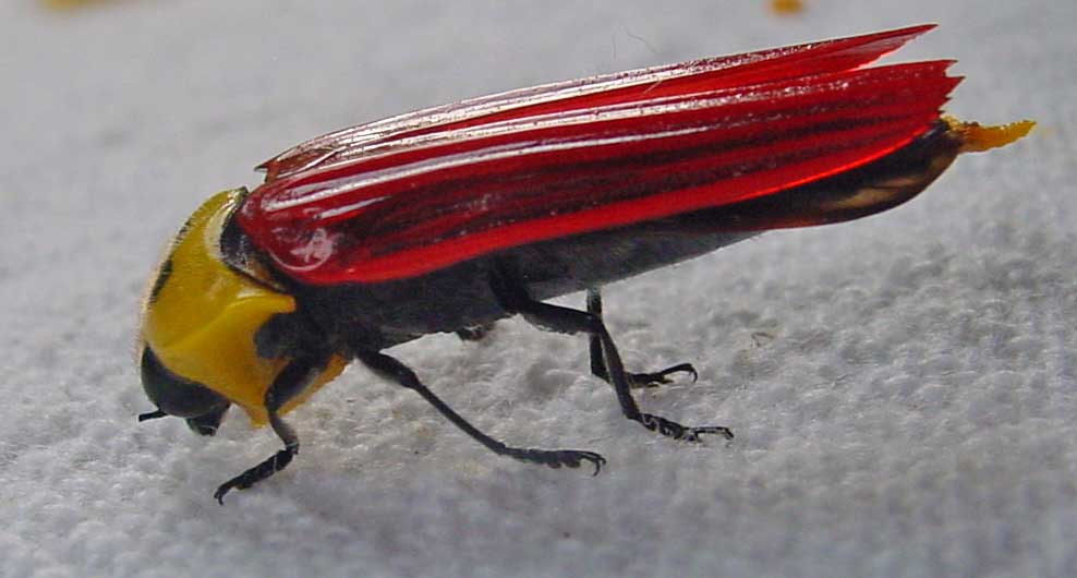 a yellow and red bug on the ground