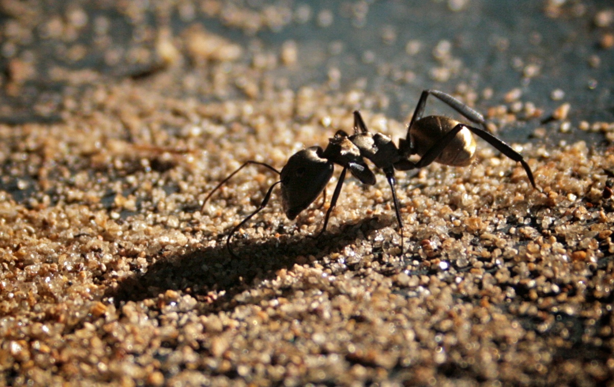 an ant anteater is crawling on the ground