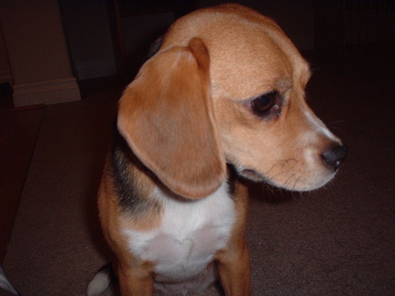 small dog in front of a camera while it is sitting