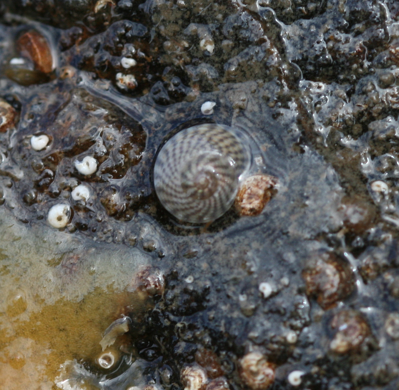 closeup of a shell, with some shells on top