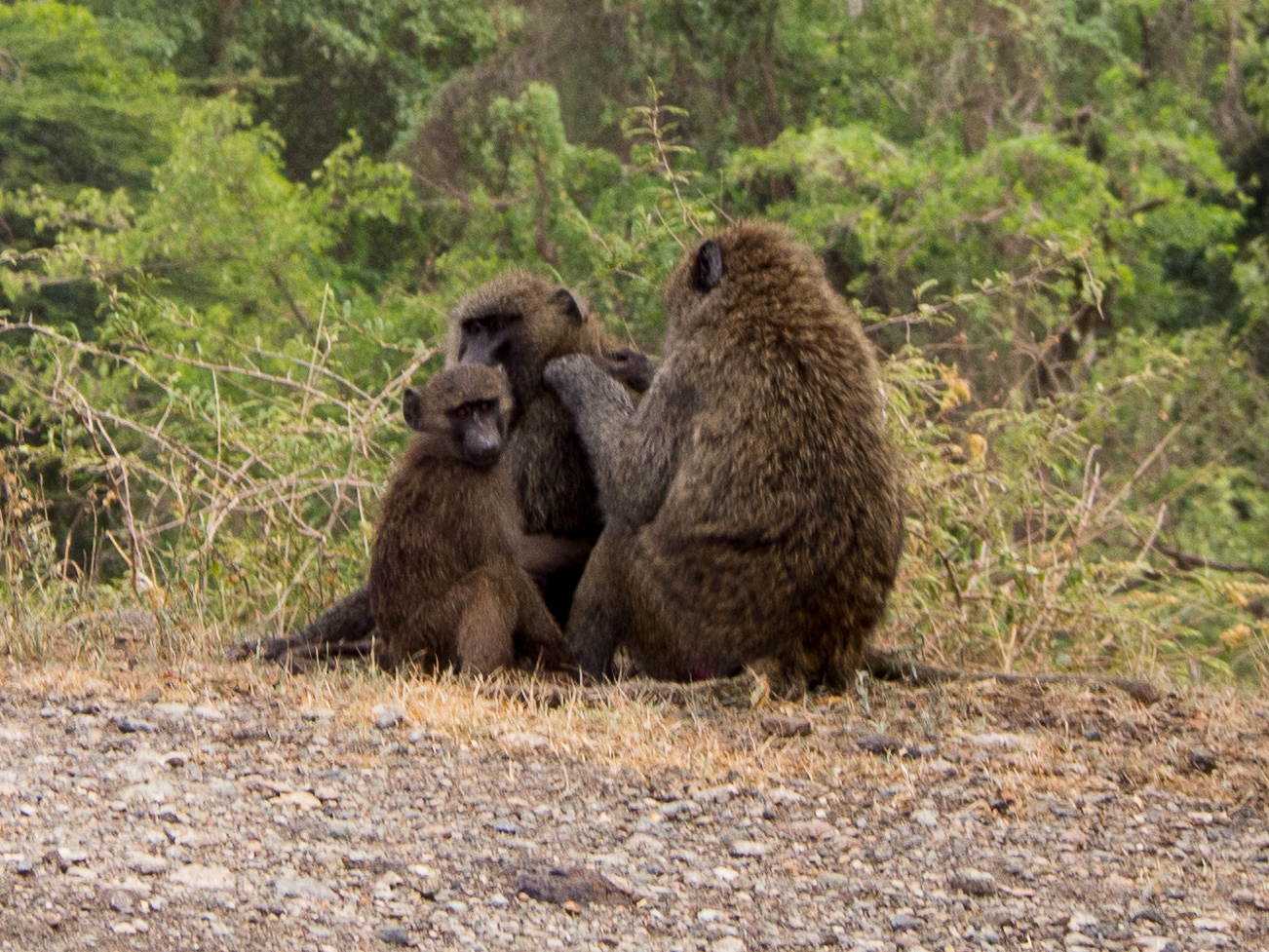 two baboons sit together with each other in the shade of their surroundings