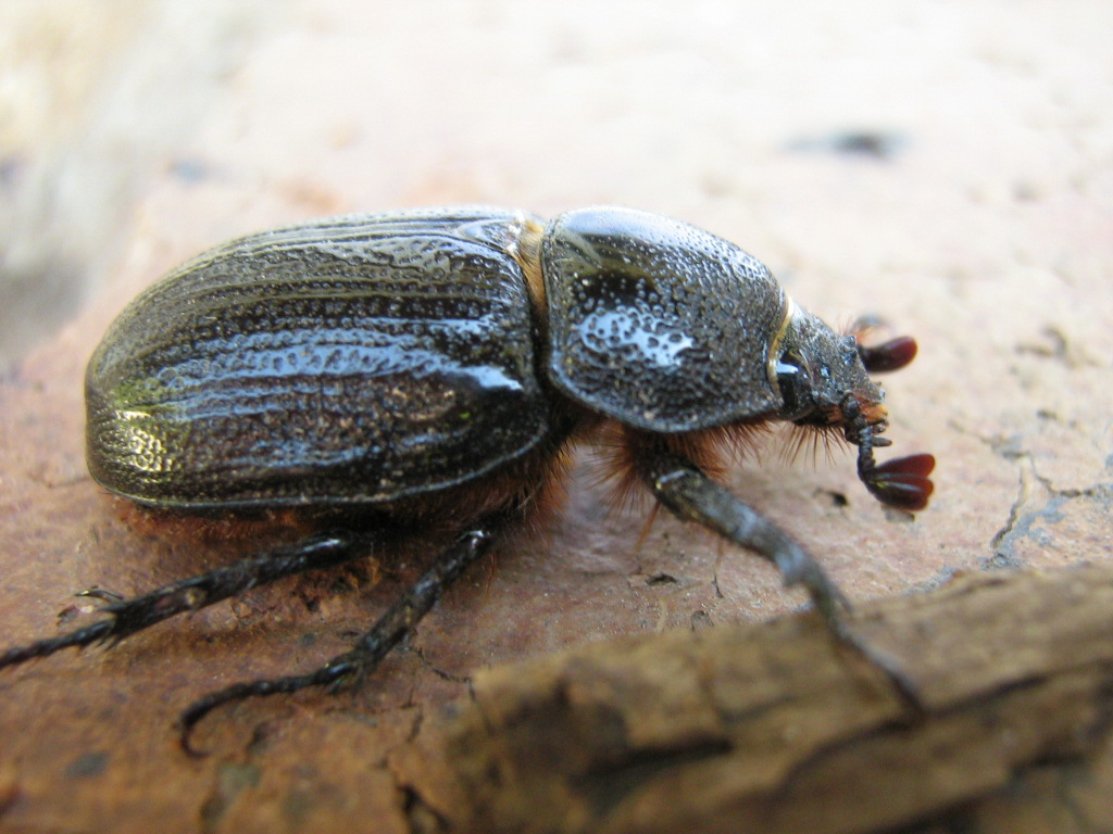 a large beetle with a long antennae sits on a piece of wood