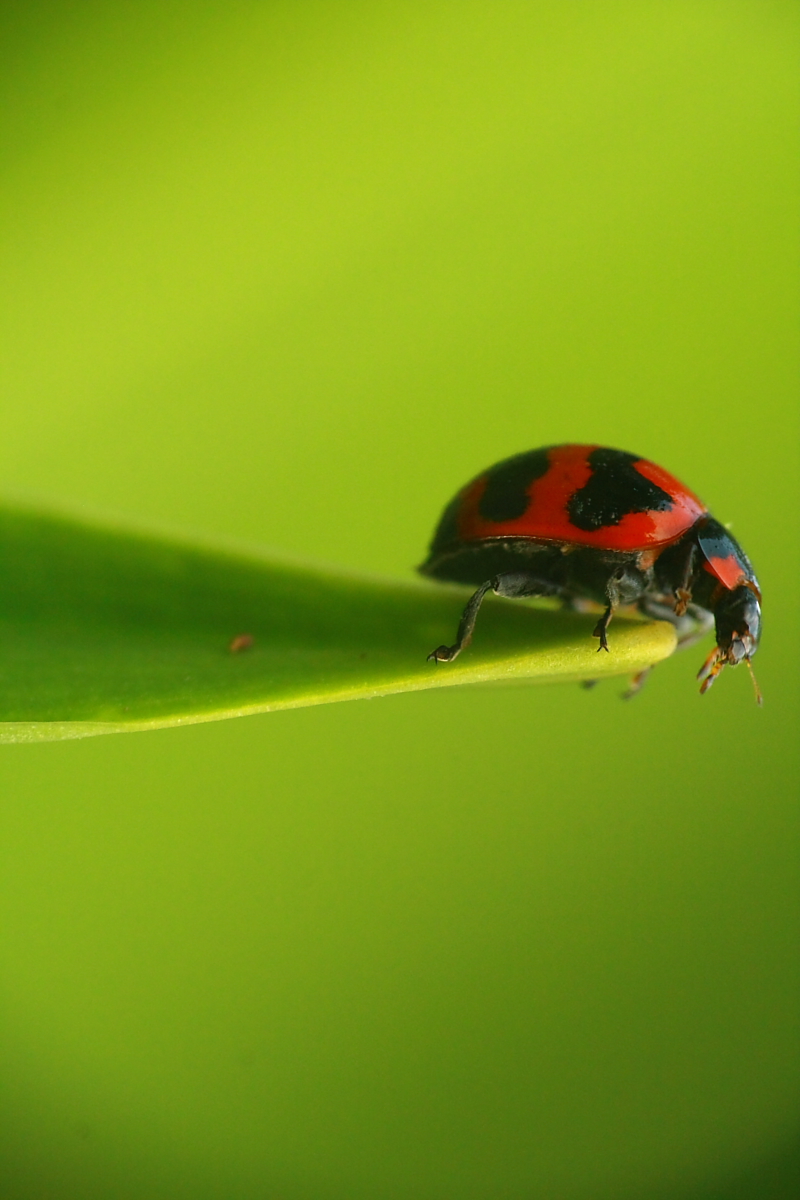 red and black bug sitting on top of green leaf