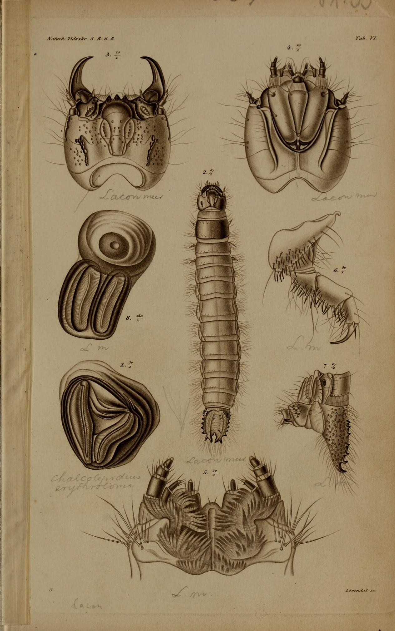 an old antique drawing of different types of insects
