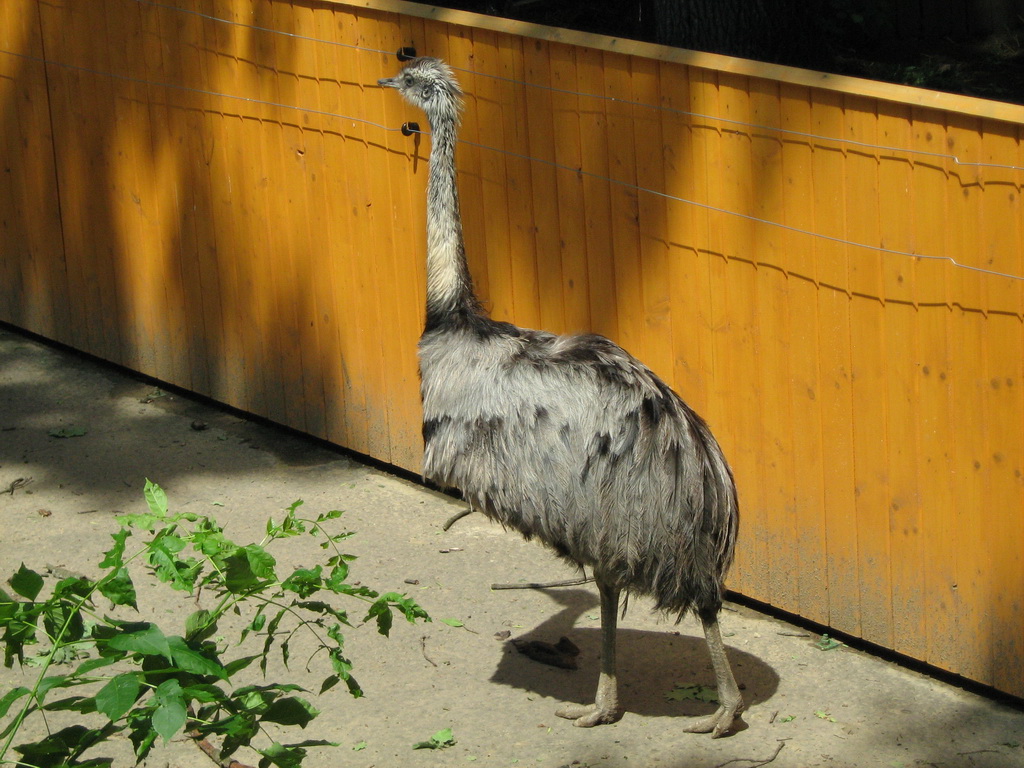 an ostrich walking around in front of a yellow wall