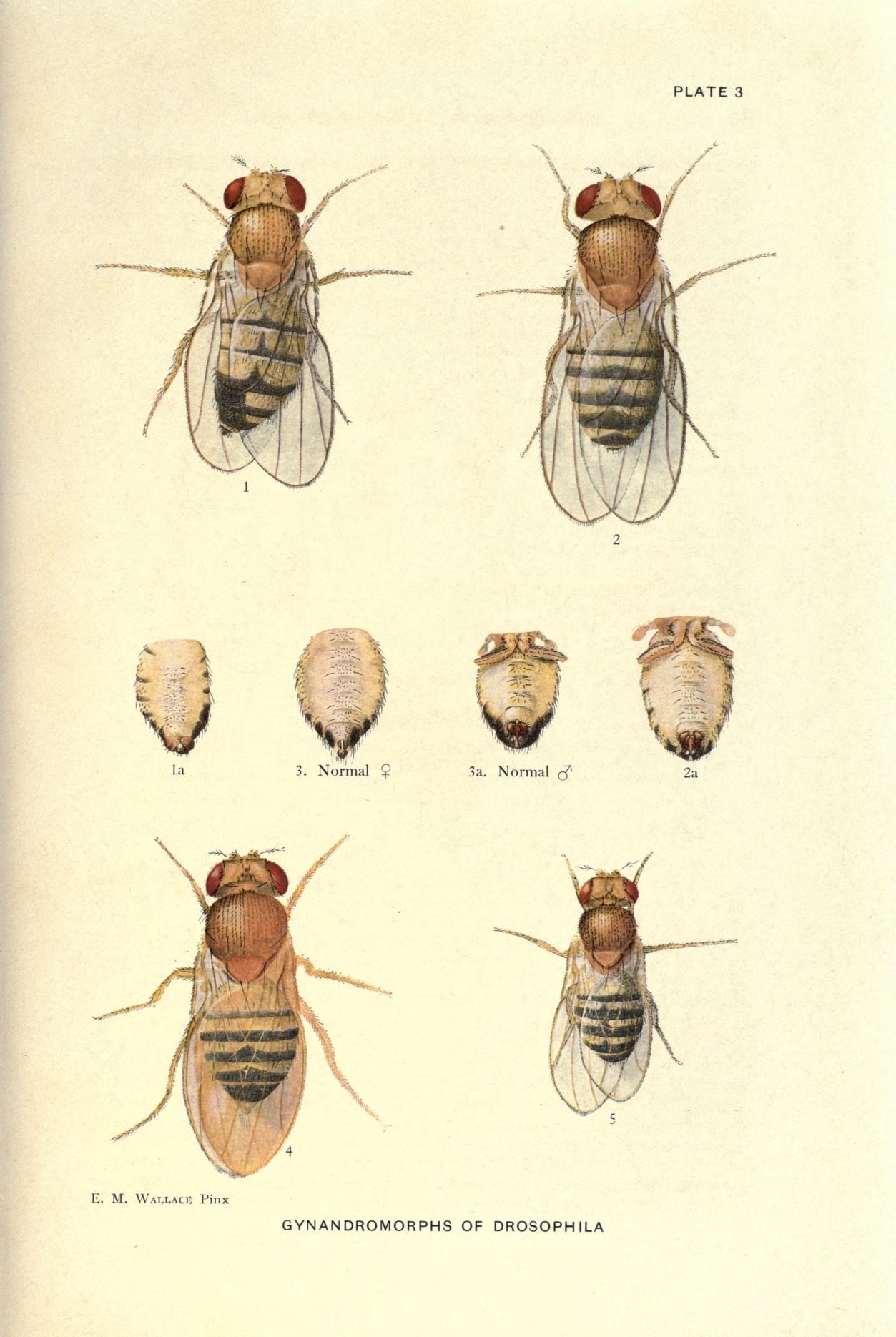 a group of different kinds of insects