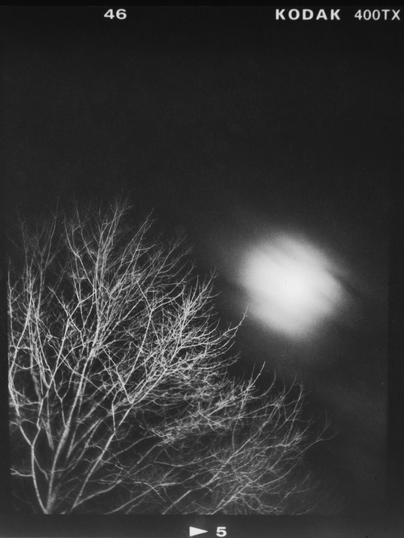 night scene with street lights and trees in the distance