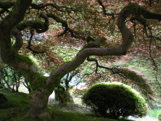 a picture of an asian garden, it looks like trees that have turned to leaves